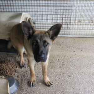 Schäferhund Mischling Buñuelo, 06/2024, ca.65 cm