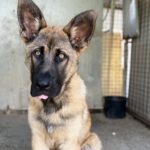 Schäferhund Mischling Buñuelo, 06/2024, ca.65 cm