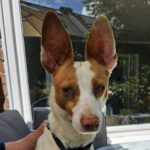 Podenco Byron, 01/2022, ca. 40 cm, 22605 Hamburg