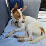 Podenco Byron, 01/2022, ca. 40 cm, 22605 Hamburg