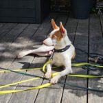 Podenco Byron, 01/2022, ca. 40 cm, 22605 Hamburg