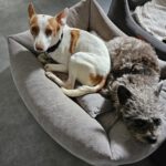 Podenco Byron, 01/2022, ca. 40 cm, 22605 Hamburg
