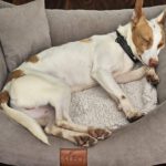 Podenco Byron, 01/2022, ca. 40 cm, 22605 Hamburg