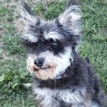Zwergschnauzer Mischling Canica, 03/2023, ca. 35 cm