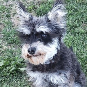 Zwergschnauzer Mischling Canica, 03/2023, ca. 35 cm