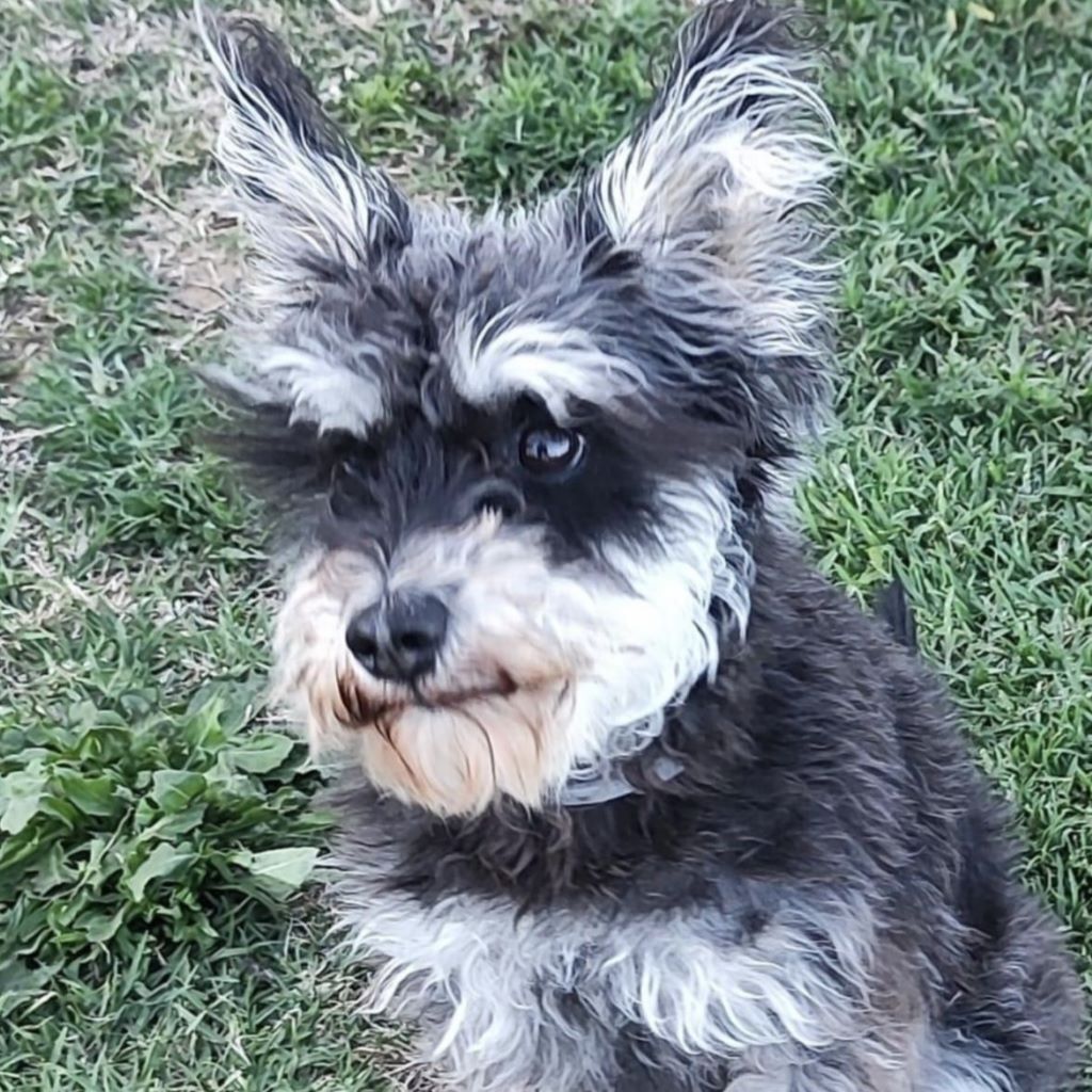 Zwergschnauzer Mischling Canica, 03/2023, ca. 35 cm