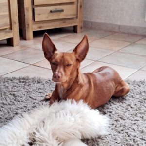 Podenco Carol, 04/2022, ca. 45 cm, 41069 Mönchengladbach
