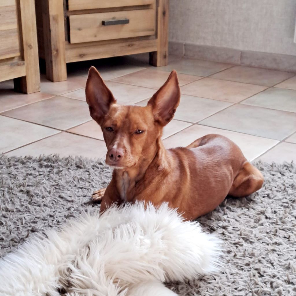 Podenco Carol, 04/2022, ca. 45 cm, 41069 Mönchengladbach