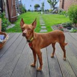 Podenco Carol, 04/2022, ca. 45 cm, 41069 Mönchengladbach