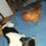 Podenco Carol, 04/2022, ca. 45 cm, 41069 Mönchengladbach