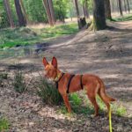 Podenco Carol, 04/2022, ca. 45 cm, 41069 Mönchengladbach