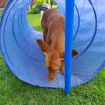 Podenco Carol, 04/2022, ca. 45 cm, 41069 Mönchengladbach