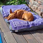 Podenco Carol, 04/2022, ca. 45 cm, 41069 Mönchengladbach