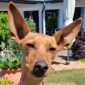 Podenco Chicho, 01/2019, ca. 40 cm, 96148 Braunach