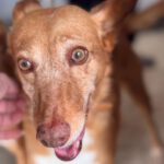 Podenco Chispi, 09/2013, ca. 45 cm