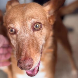 Podenco Chispi, 09/2013, ca. 45 cm