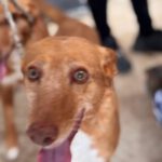 Podenco Chispi, 09/2013, ca. 45 cm