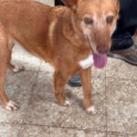 Podenco Chispi, 09/2013, ca. 45 cm
