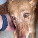 Podenco Chispi, 09/2013, ca. 45 cm