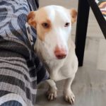 Podenco Maneto Churro, 04/2023, ca. 37 cm