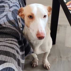 Podenco Maneto Churro, 04/2023, ca. 37 cm