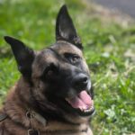 Malinois Mischling Coyote, 09/2021, ca. 68 cm, 52385 Nideggen