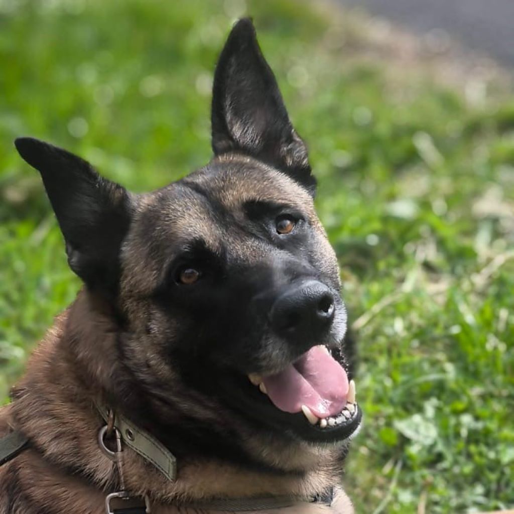 Malinois Mischling Coyote, 09/2021, ca. 68 cm, 52385 Nideggen