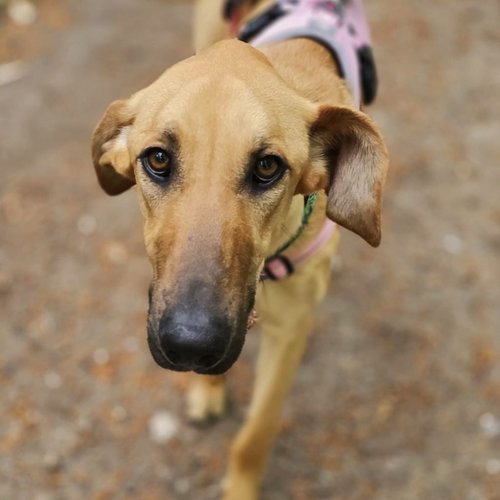 Galgo Mischling Daniela, 04/2023, ca. 65 cm, 24161 Altenholz