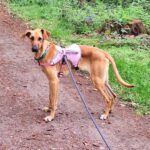 Galgo Mischling Daniela, 04/2023, ca. 65 cm, 24161 Altenholz