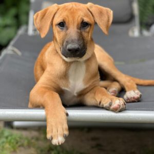 Malinois Mischling Dario, 01/2025, Endgröße ca. 65 cm