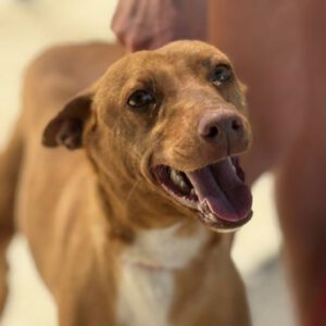 Podenco Discovery, 02/2022, ca. 45 cm