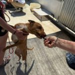Podenco Discovery, 02/2022, ca. 45 cm