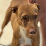Podenco Discovery, 02/2022, ca. 45 cm