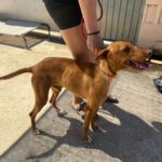 Podenco Discovery, 02/2022, ca. 45 cm