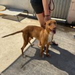 Podenco Discovery, 02/2022, ca. 45 cm