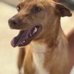 Podenco Discovery, 02/2022, ca. 45 cm