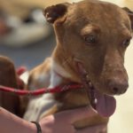 Podenco Discovery, 02/2022, ca. 45 cm
