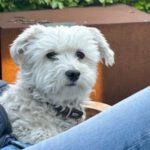 Malteser Django, 09/2017, ca. 20 cm, 21224 Rosengarten