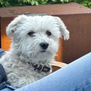 Malteser Django, 09/2017, ca. 20 cm, 21224 Rosengarten