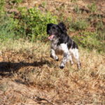 Epagneul Breton Doky, 02/2019, ca. 52 cm