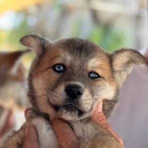Husky Mischling Dolores, 01/2025, Endgröße ca. 55 cm