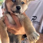 Husky Mischling Dolores, 01/2025, Endgröße ca. 55 cm