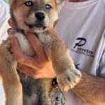 Husky Mischling Dolores, 01/2025, Endgröße ca. 55 cm