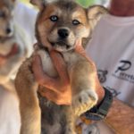 Husky Mischling Dolores, 01/2025, Endgröße ca. 55 cm
