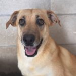 Malinois Mischling Dominica, 04/2024, ca. 60 cm