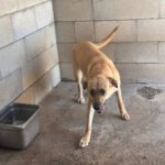 Malinois Mischling Dominica, 04/2024, ca. 60 cm