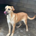 Malinois Mischling Dominica, 04/2024, ca. 60 cm