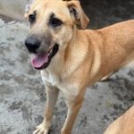 Malinois Mischling Dominica, 04/2024, ca. 60 cm