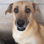 Malinois Mischling Dominica, 04/2024, ca. 60 cm