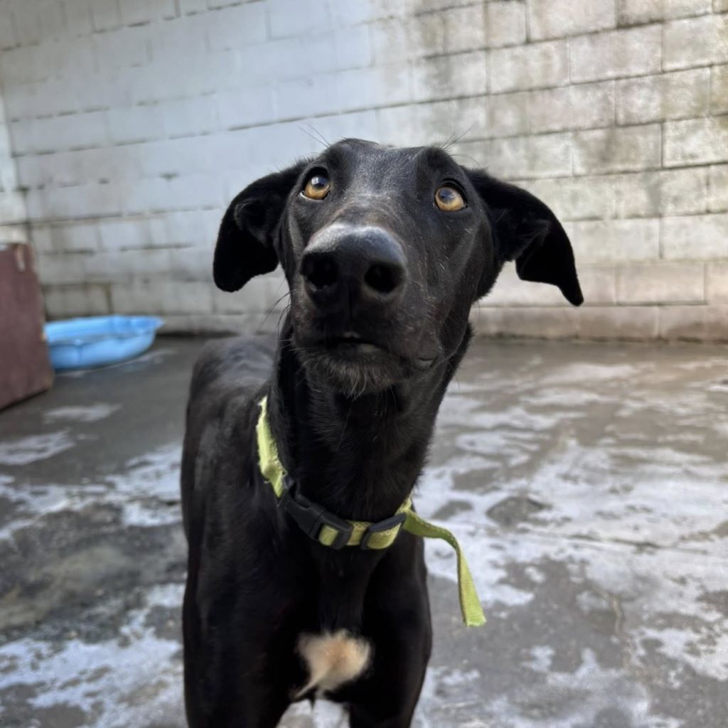 Galgo Duero, 06/2022, ca. 70 cm